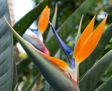 天堂鳥怎么繁殖？種子好還是根莖分株更適合？